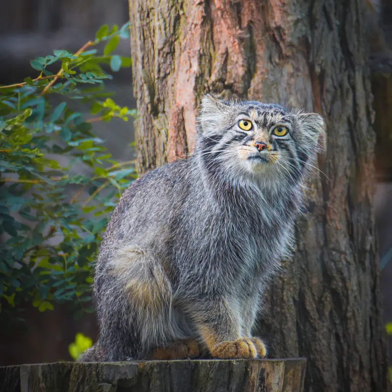 Фотография Куби в Вроцлавском Зоопарке