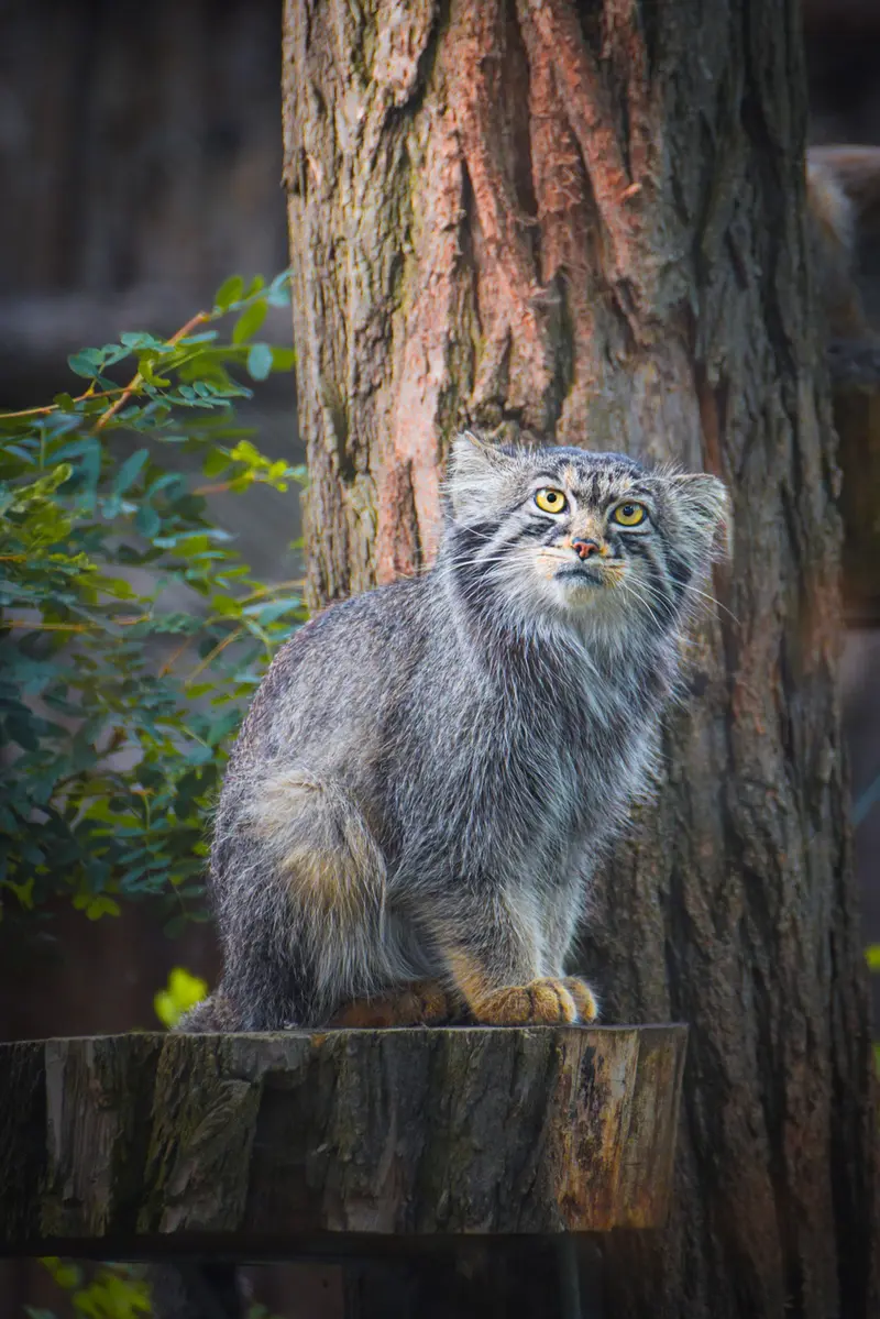 Фотография Куби в Вроцлавском Зоопарке