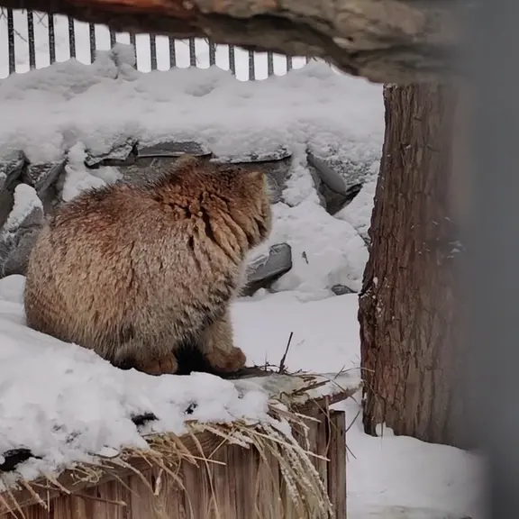 Фотография с манулом в Новосибирском Зоопарке