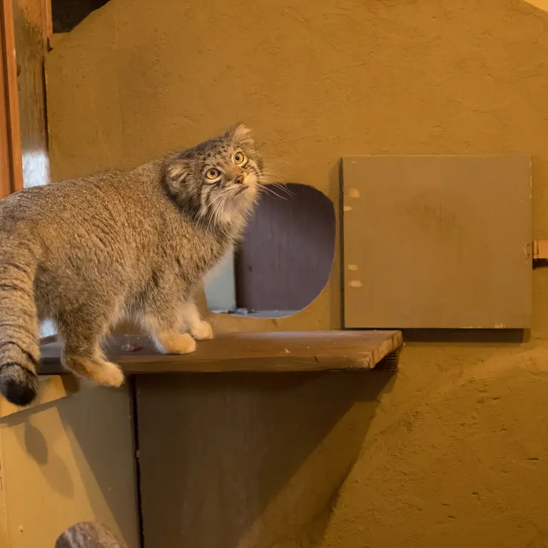 Фотография Ото в Детском зоопарке Сайтама