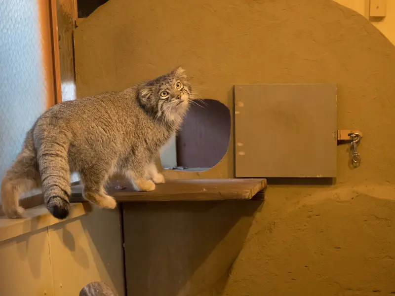 Фотография Ото в Детском зоопарке Сайтама