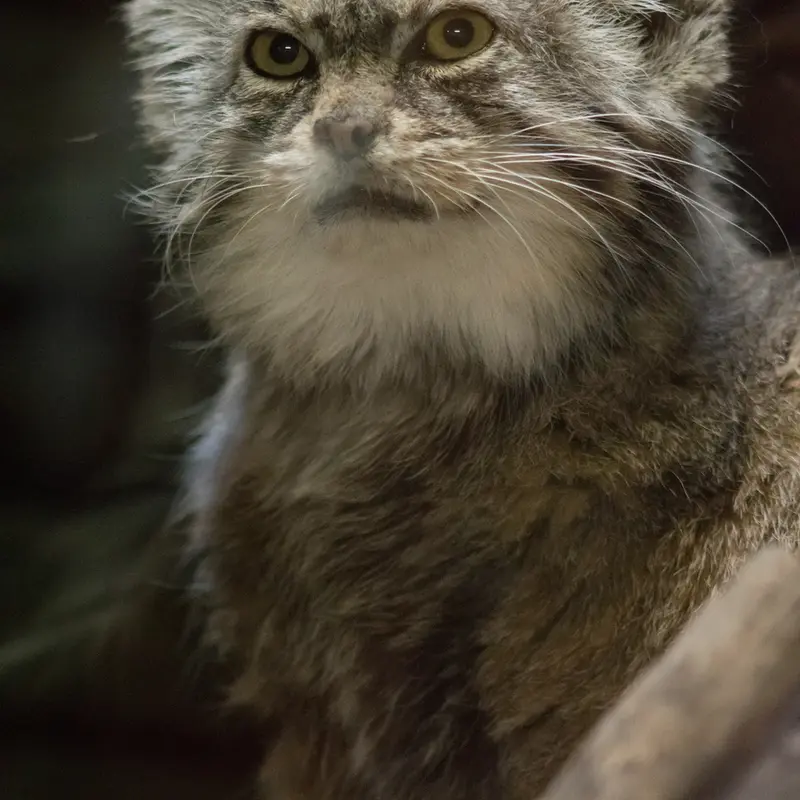 Фотография Примулы в Зоопарке Уено