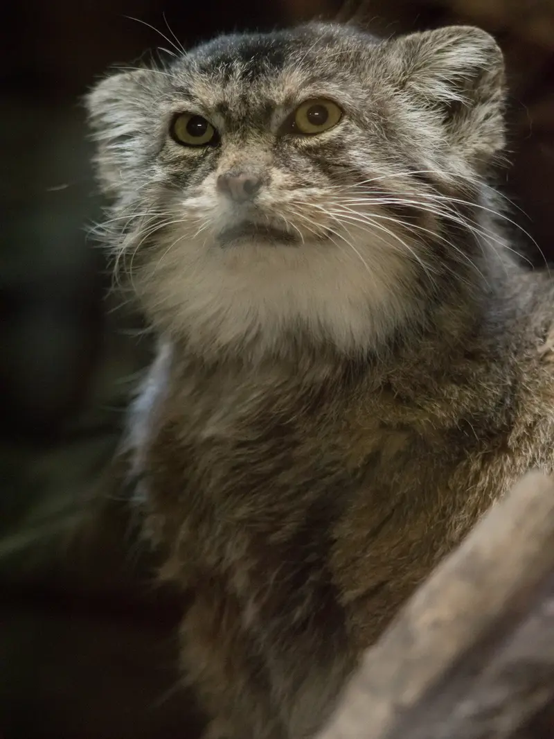 Фотография Примулы в Зоопарке Уено