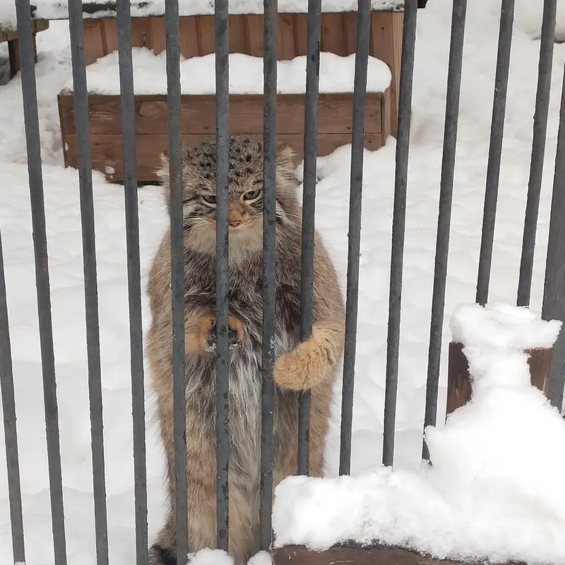 Фотография Евчонока 2023 Г.р. Ⅳ в Новосибирском Зоопарке