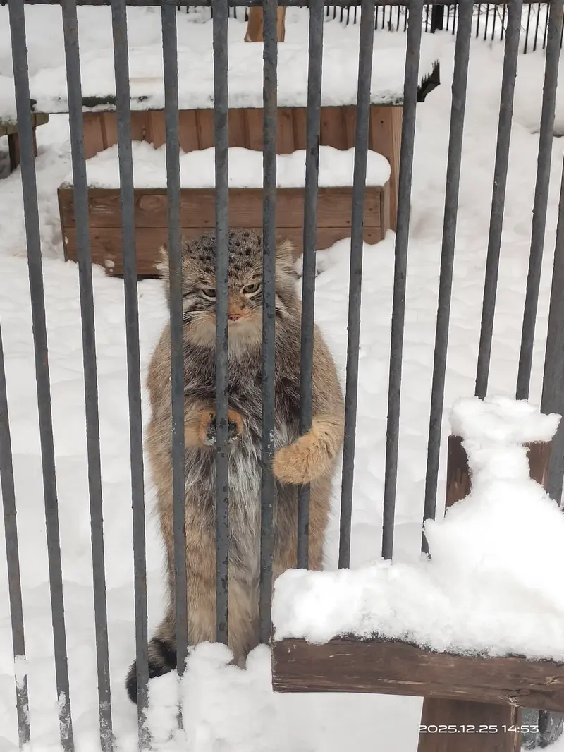 Фотография Евчонока 2023 Г.р. Ⅳ в Новосибирском Зоопарке