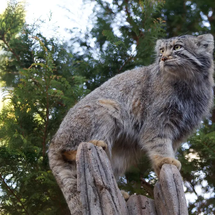 Фотография Нагому в Царстве Животных Насу