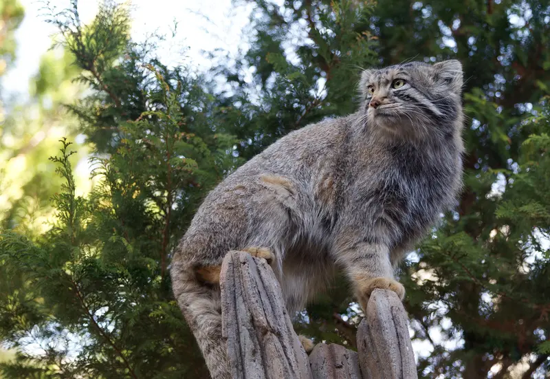 Фотография Нагому в Царстве Животных Насу