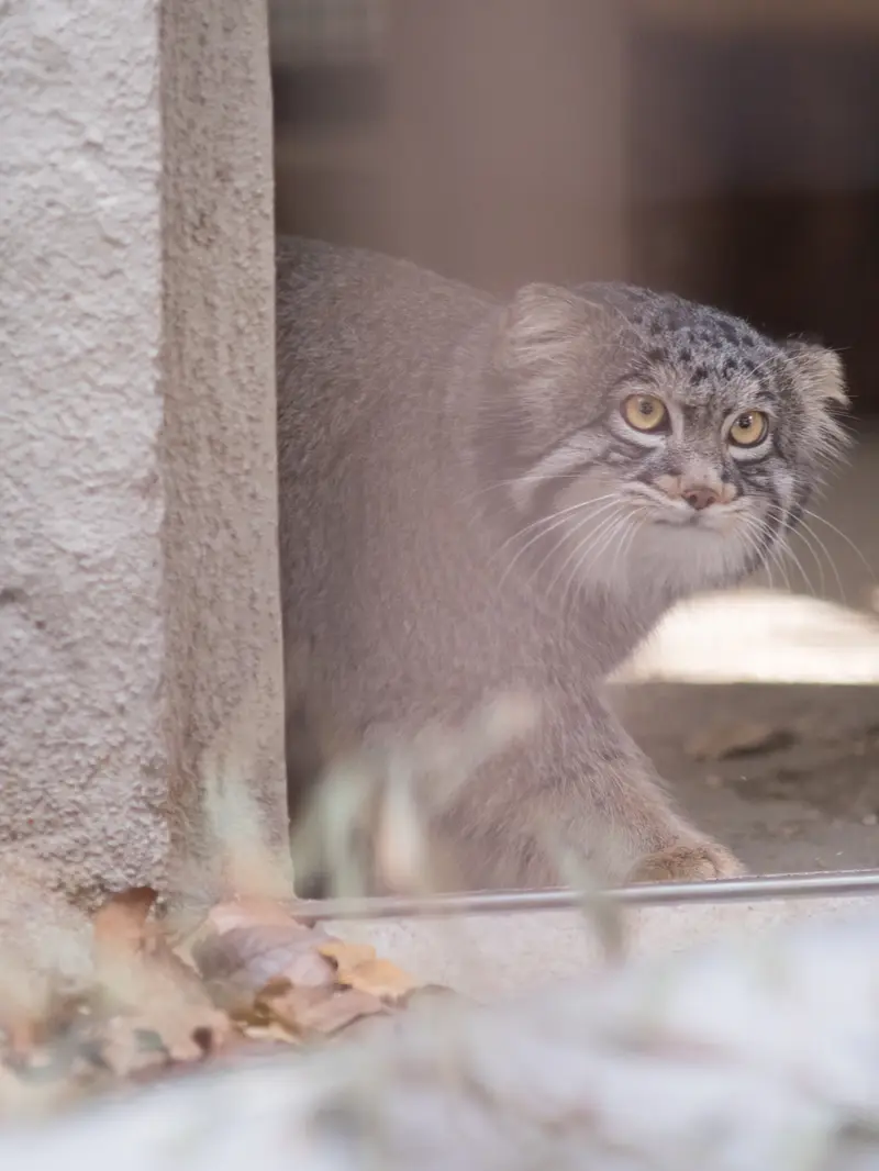 Фотография Фиги в Зоопарке Ногеяме