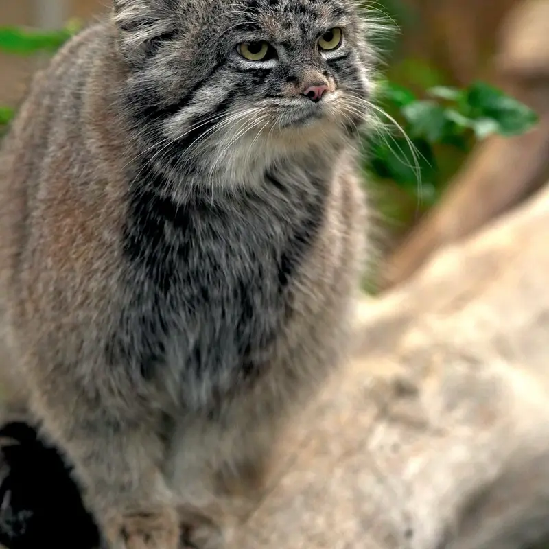 Фотография Нара в Царстве Животных Кобе