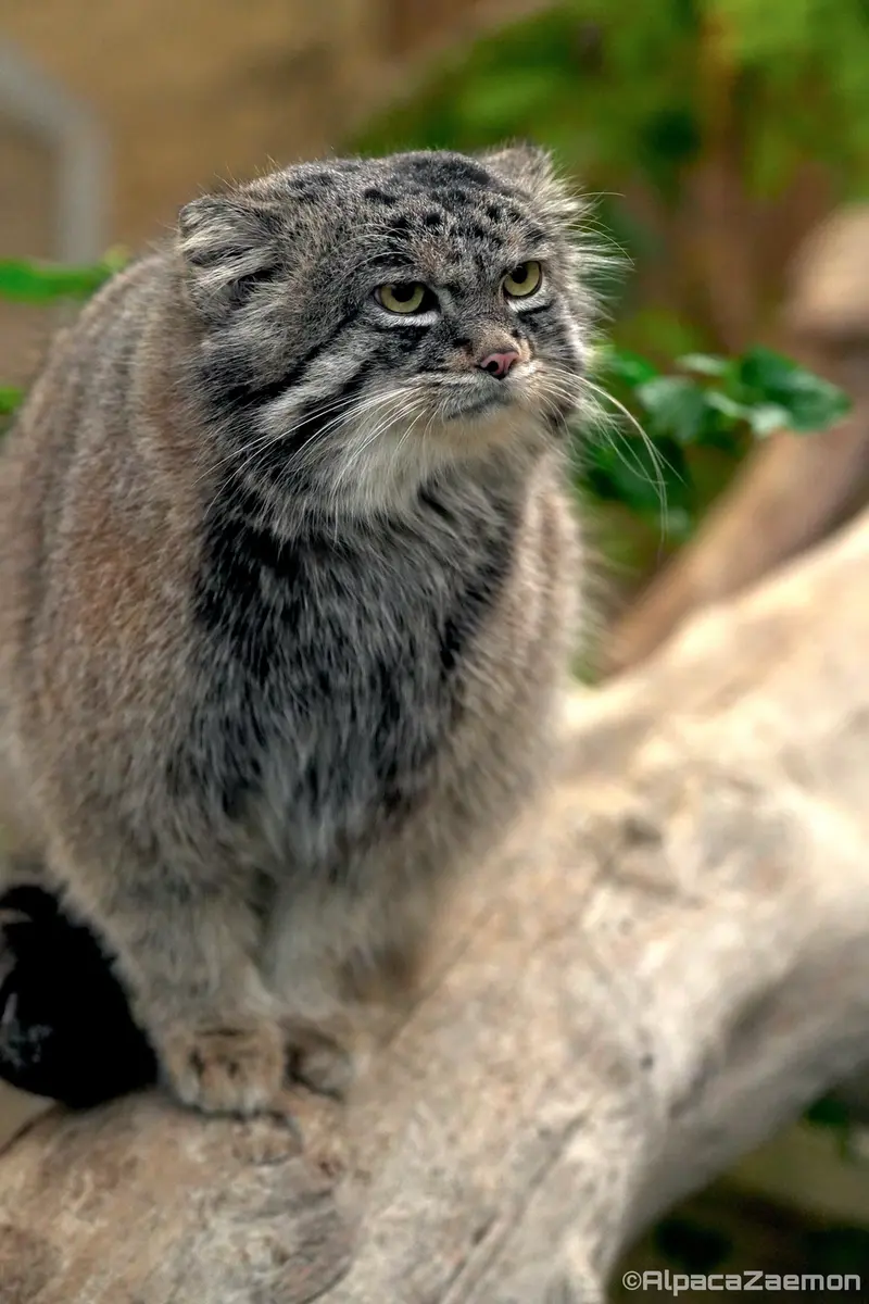 Фотография Нара в Царстве Животных Кобе