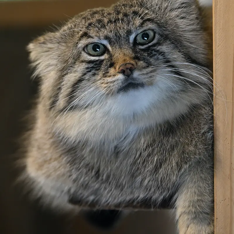 Фотография Лотоса в Детском зоопарке Сайтама