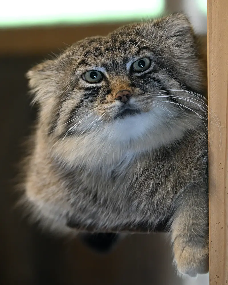 Фотография Лотоса в Детском зоопарке Сайтама