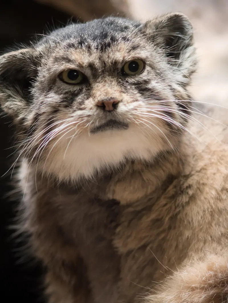 Фотография Примулы в Зоопарке Уено