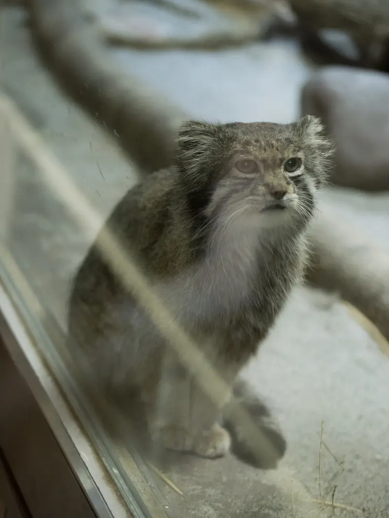 Фотография Клёна в Зоопарке Уено