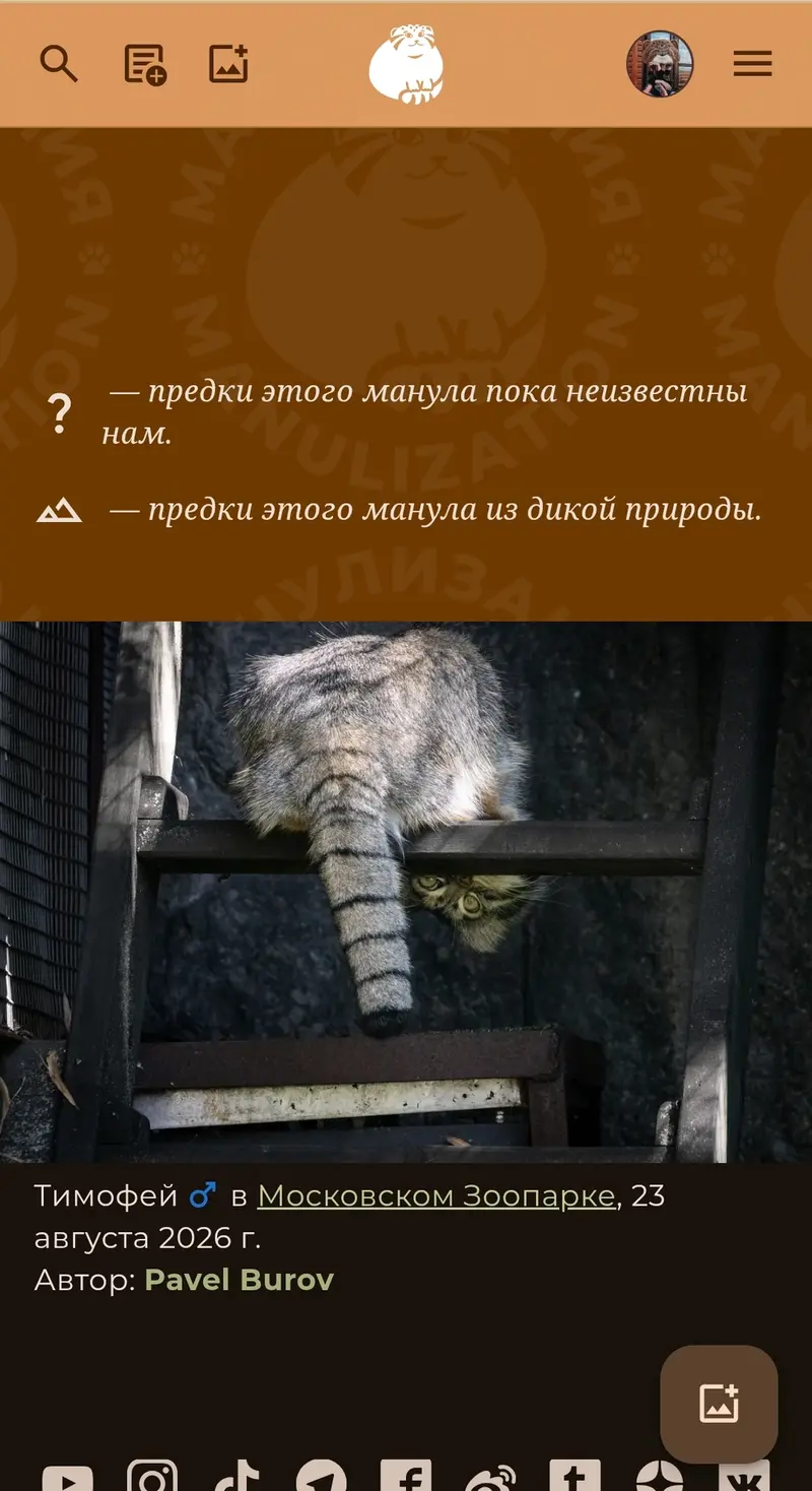 Фотография с манулом