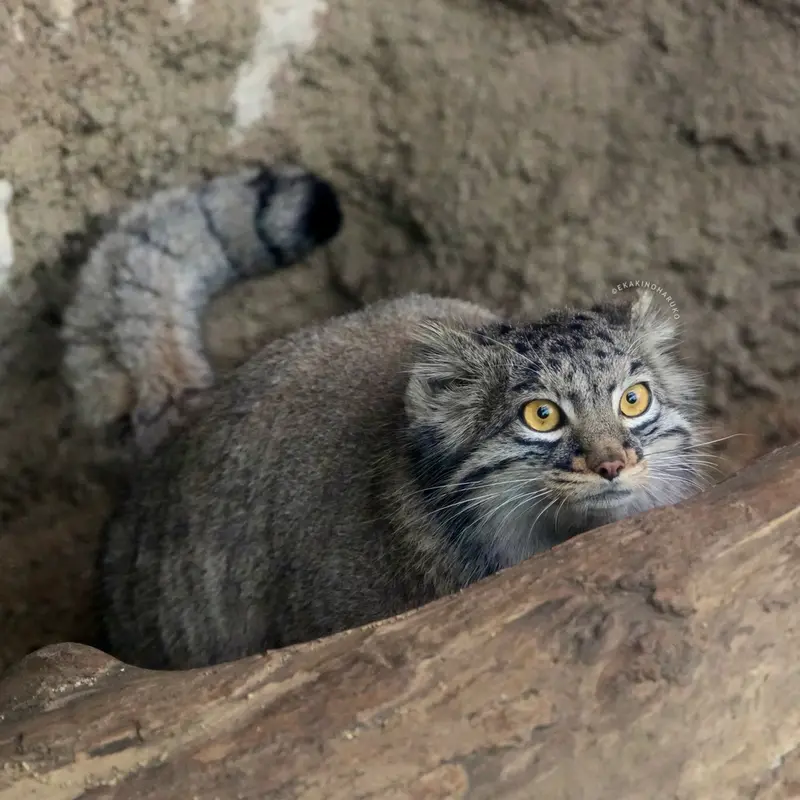 Фотография Мей в Царстве Животных Кобе