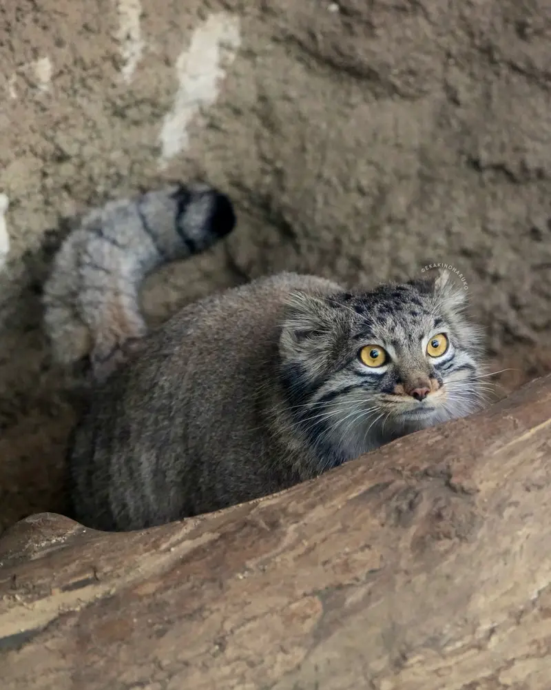 Фотография Мей в Царстве Животных Кобе