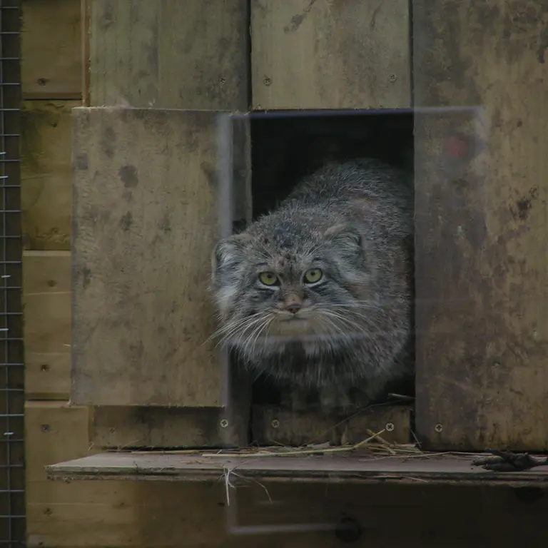 Фотография Алтая в Лэйклэнде Вайлдлайф Оазисе