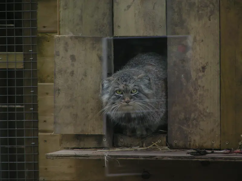 Фотография Алтая в Лэйклэнде Вайлдлайф Оазисе
