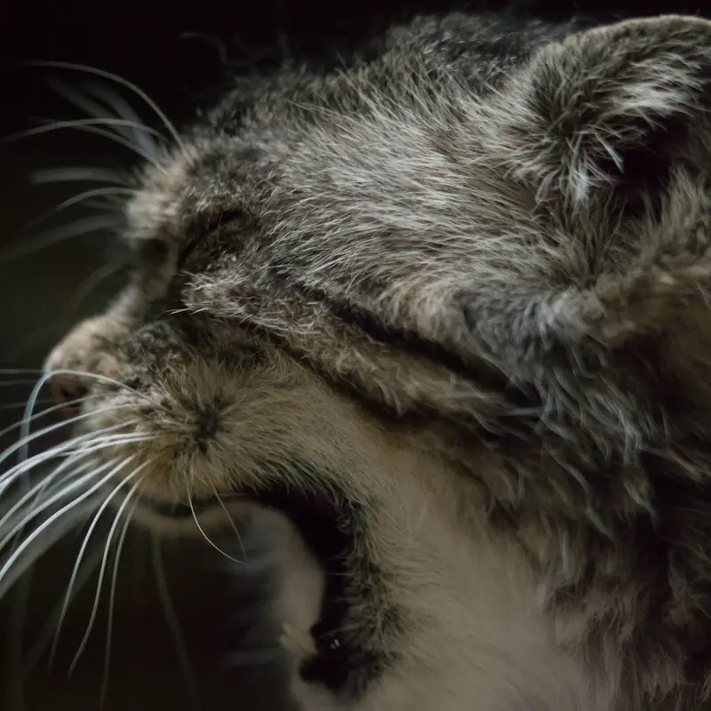 Фотография Примулы в Зоопарке Уено