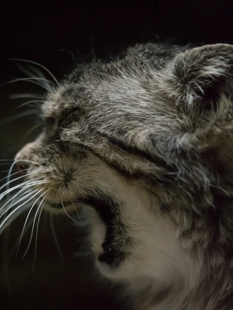 Фотография Примулы в Зоопарке Уено