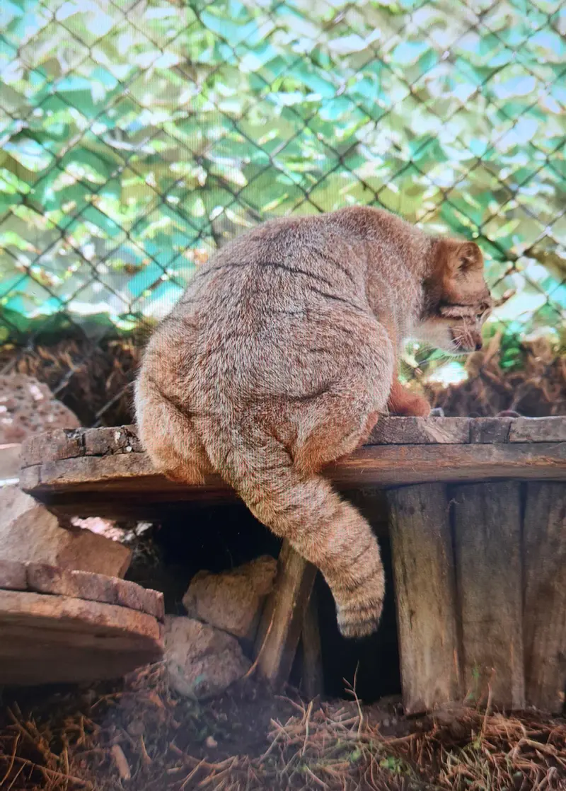 Фотография с манулом