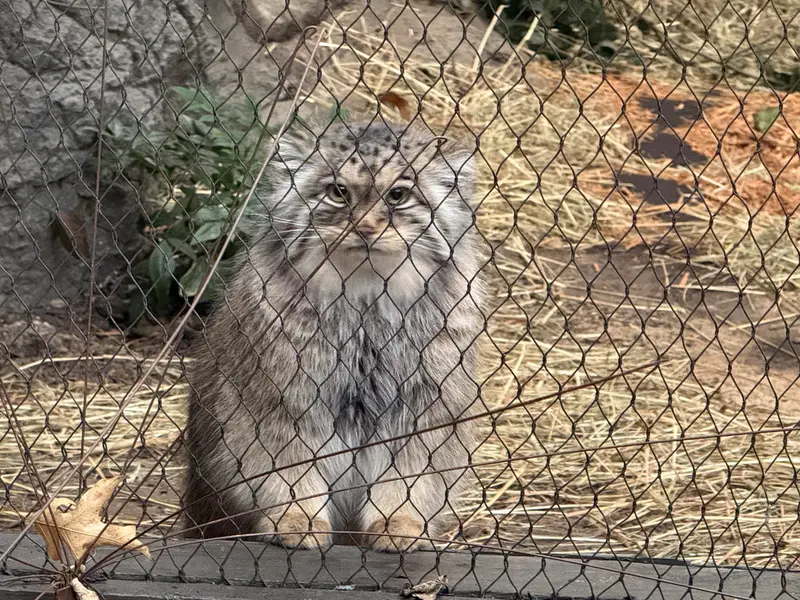 Фотография Сарнай в Зоопарке Проспект-парка
