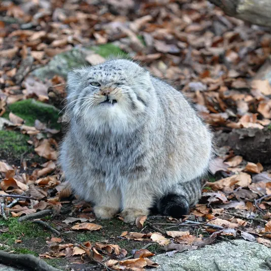 Фотография Пабу в Норденс Арк