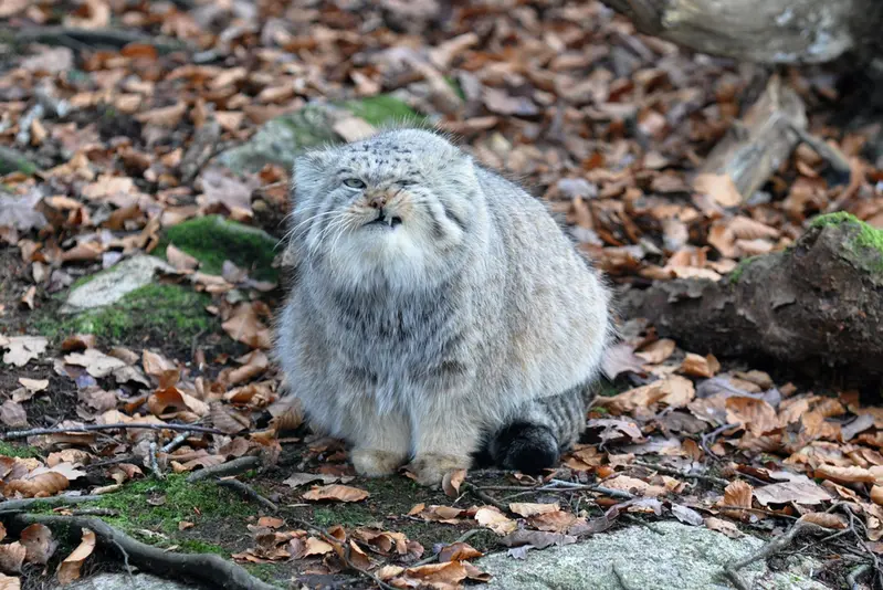 Фотография Пабу в Норденс Арк