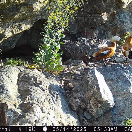 Фотография Огаря с фотоловушки Жунды 1