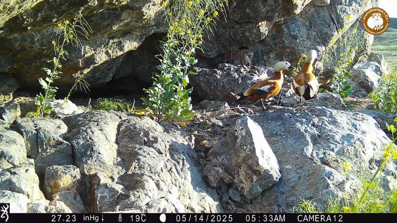 Фотография Огаря с фотоловушки Жунды 1