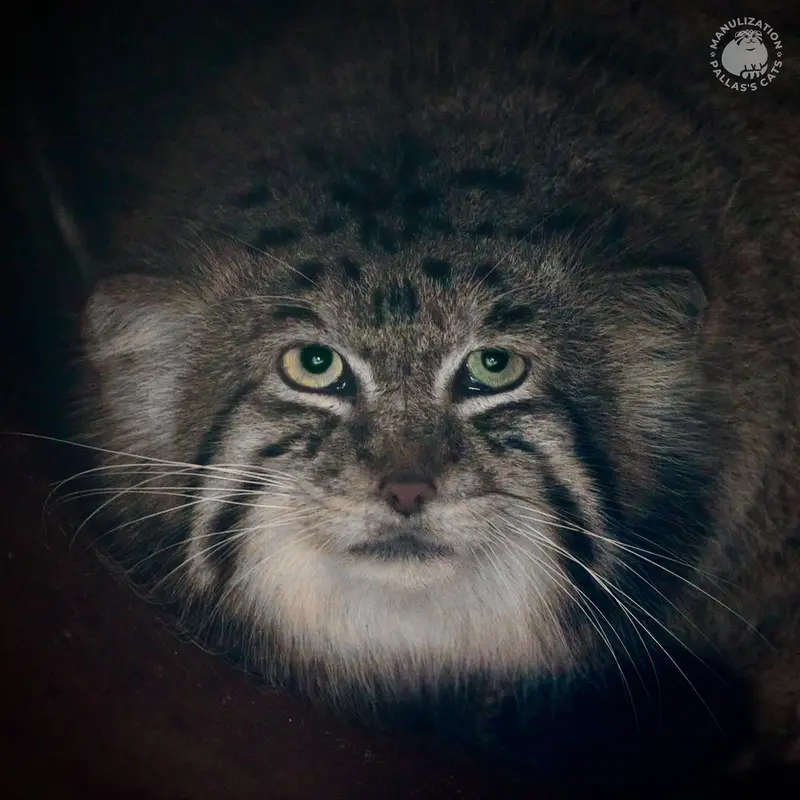 Фотография Чингиса в Краковском Зоопарке