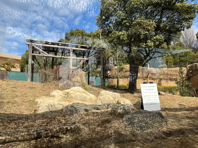 Фотография с манулом