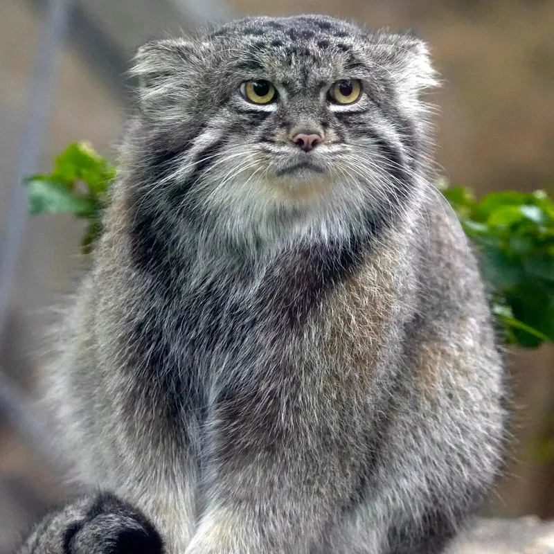 Фотография Нара в Царстве Животных Кобе