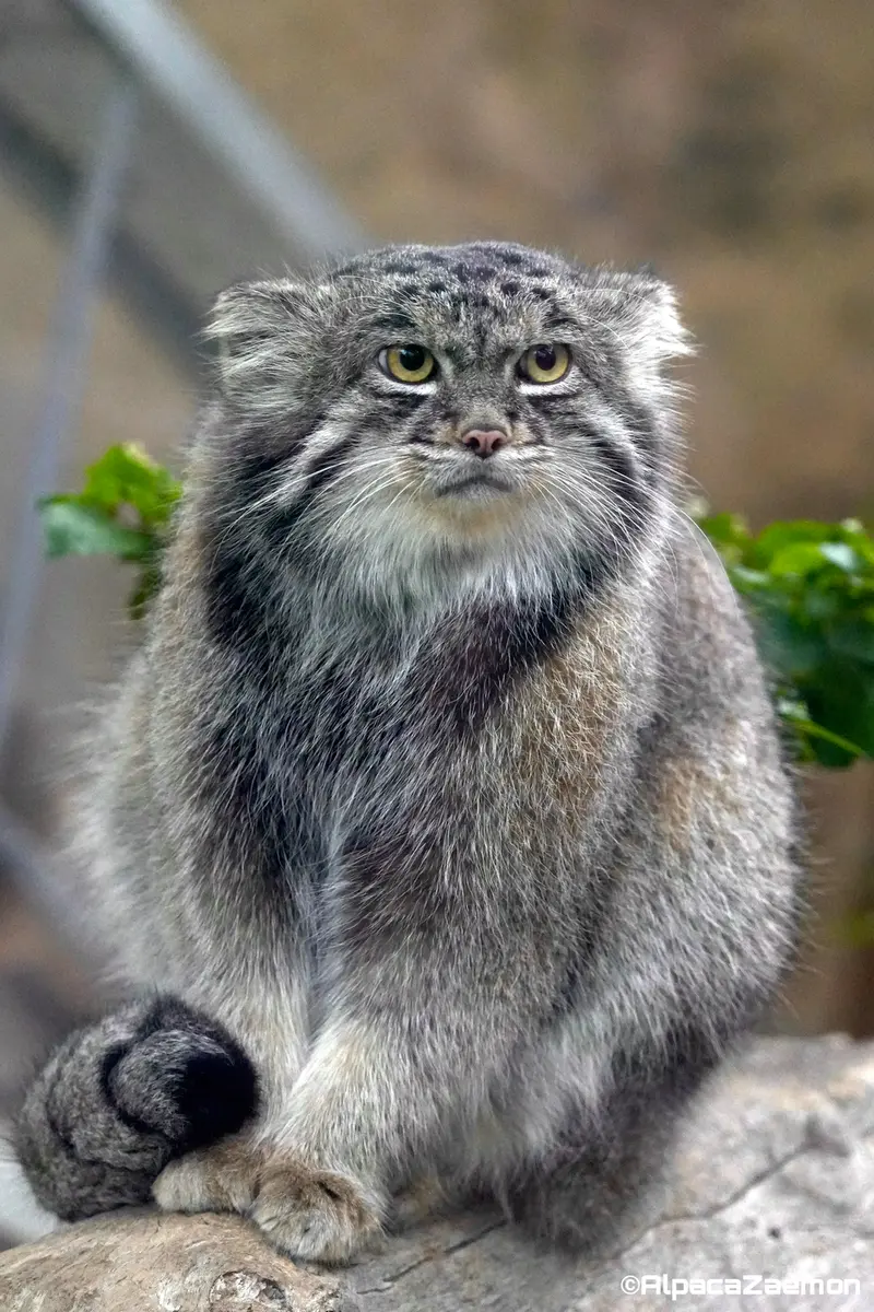 Фотография Нара в Царстве Животных Кобе