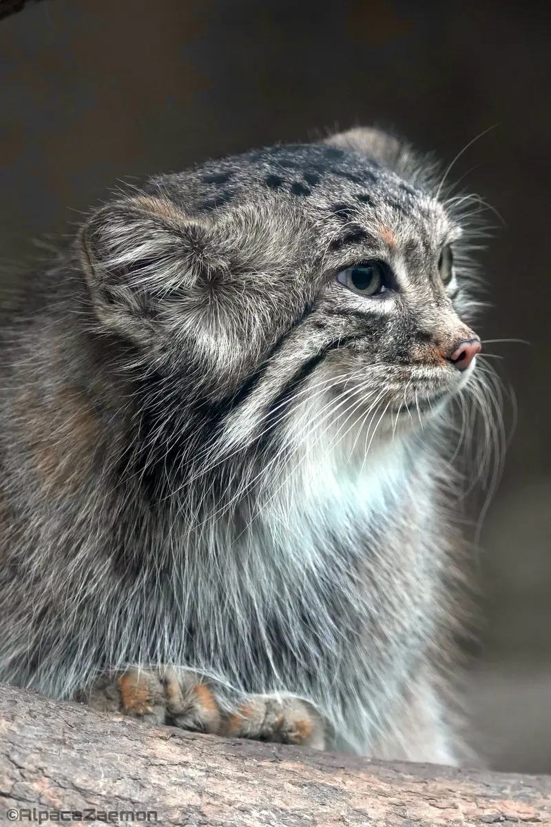 Фотография Аз в Царстве Животных Кобе