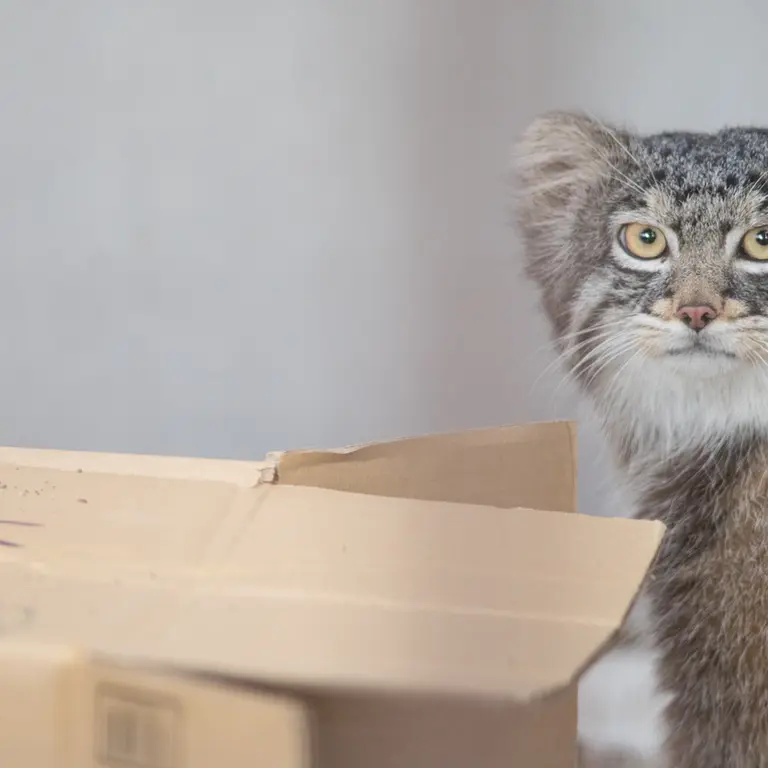 Фотография Фиги в Зоопарке Ногеяме