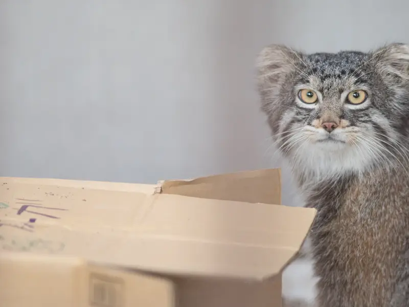 Фотография Фиги в Зоопарке Ногеяме