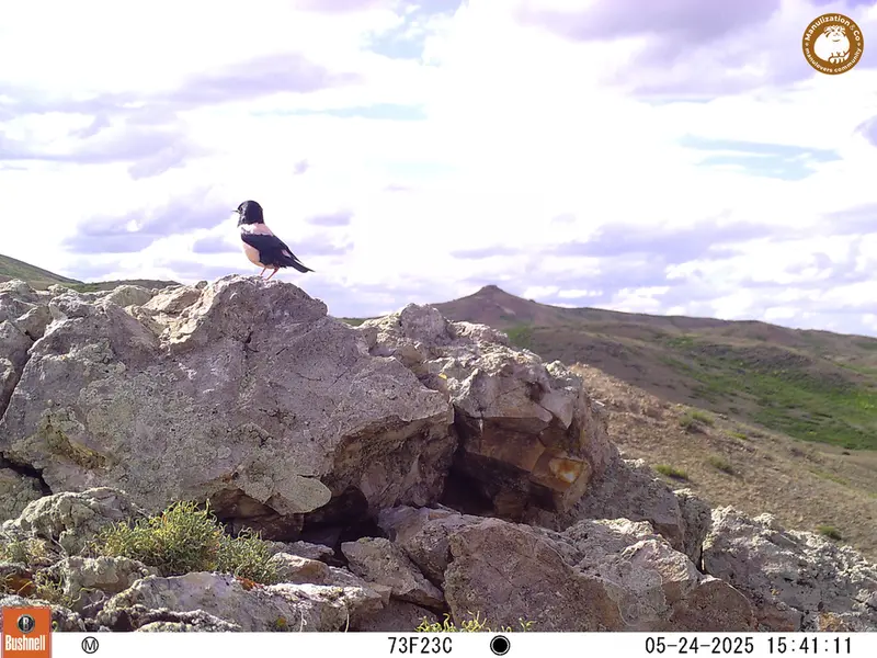 Фотография с манулом с фотоловушки Бесшокы 1