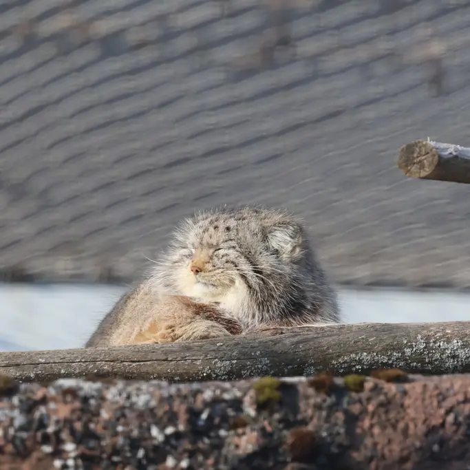 Фотография Мими в Зоопарке Коркеасаари