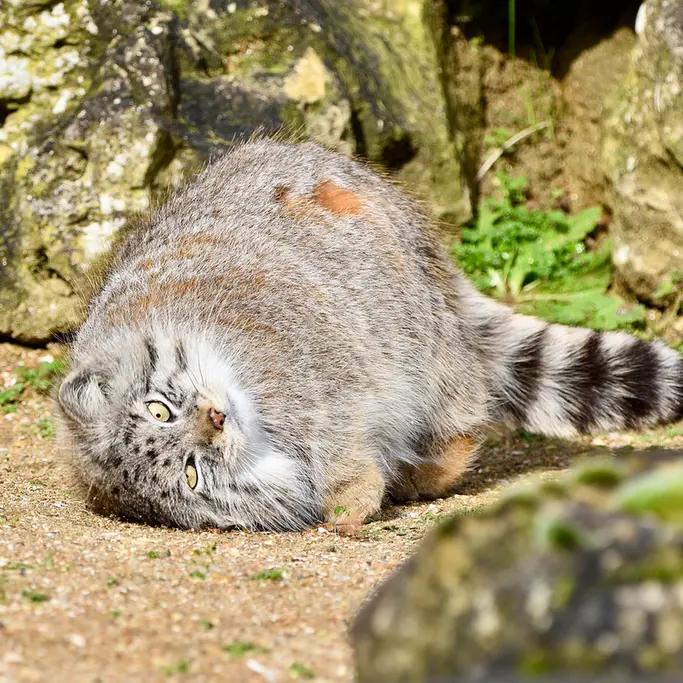 Фотография Наму в Парке диких животных Порт-Лимпн