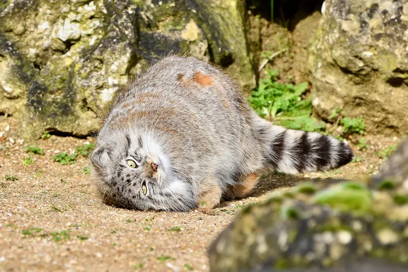 Фотография Наму в Парке диких животных Порт-Лимпн