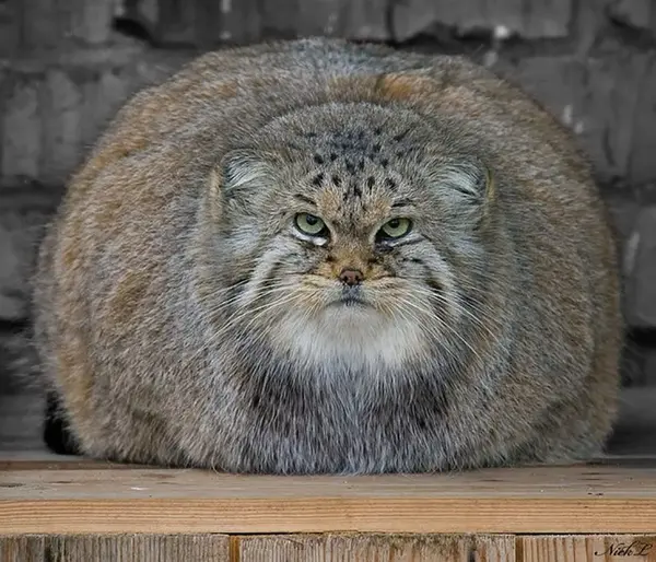 Фотография с манулом