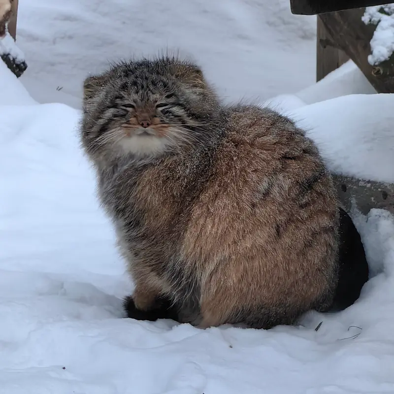 Фотография Сына Снежинки 2025 г.р. Ⅳ в Новосибирском Зоопарке