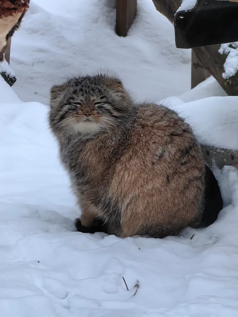 Фотография Сына Снежинки 2025 г.р. Ⅳ в Новосибирском Зоопарке