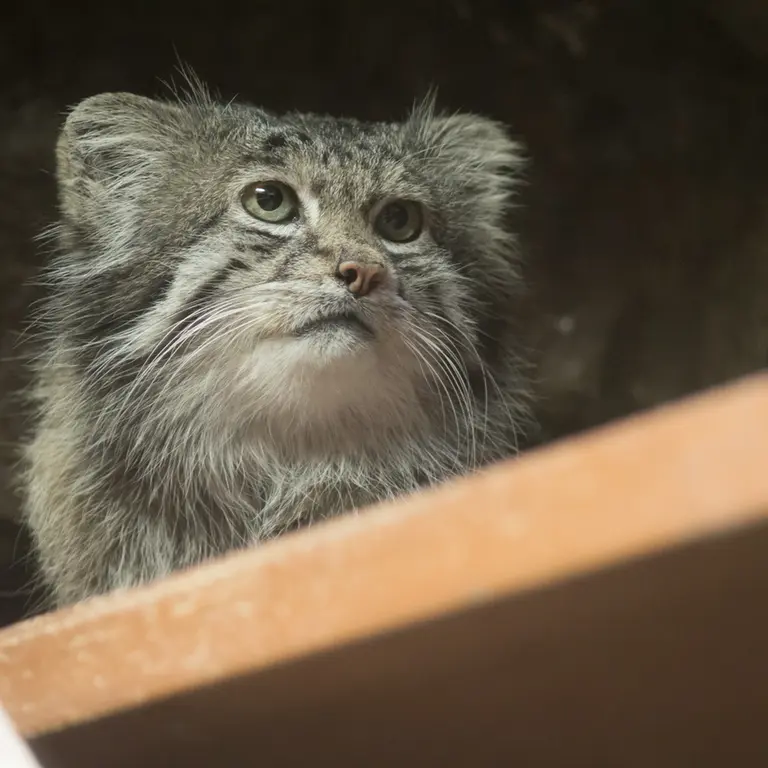 Фотография Клёна в Зоопарке Уено