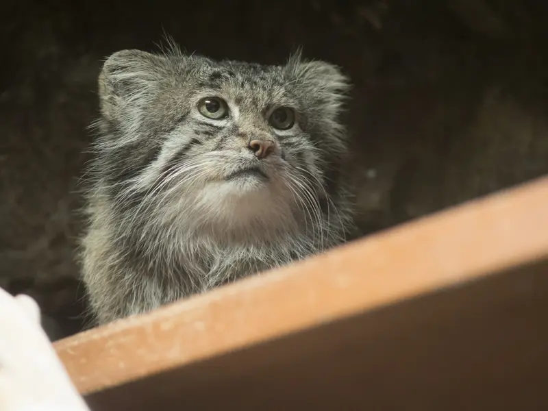 Фотография Клёна в Зоопарке Уено