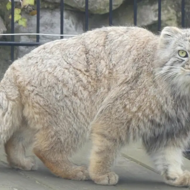 Фотография с манулом в Био-Топия Дюнкерке