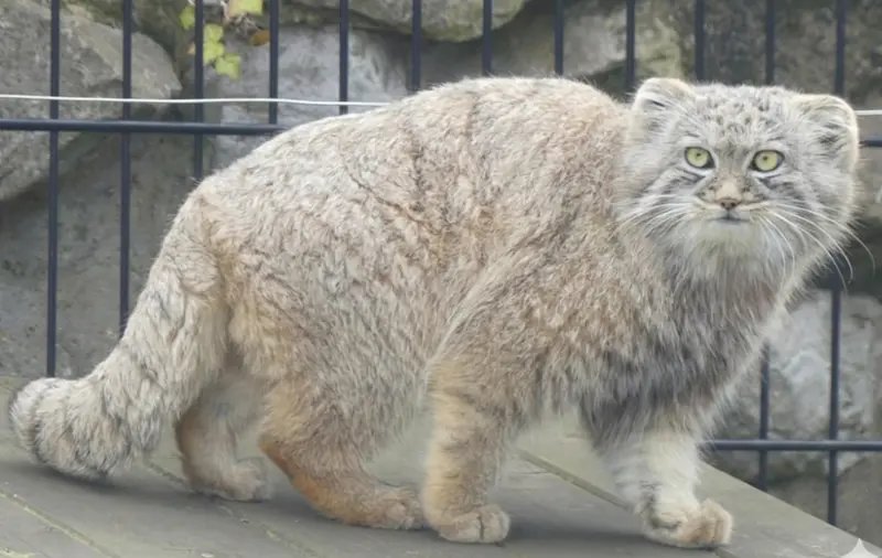 Фотография с манулом в Био-Топия Дюнкерке