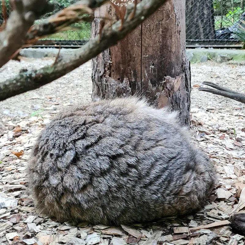Фотография Зеленогорска в Новосибирском Зоопарке